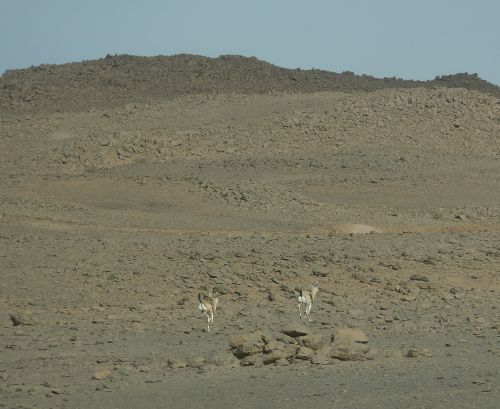 Gazelles à l'Assekrem, Algérie