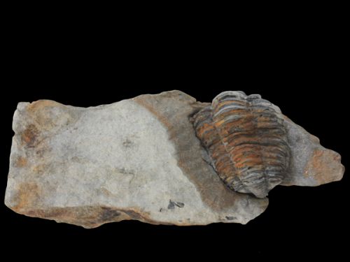 Trilobite Colpocoryphe rouaulti