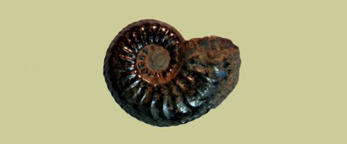 Amaltheus stokesi