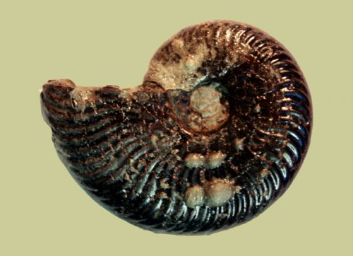 Pseudogrammoceras fallaciosum