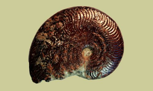 Polyplectus dicsoides