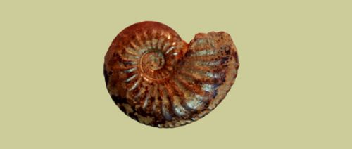 Amaltheus margaritatus