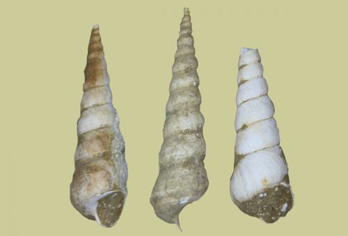 Turritella terebralis