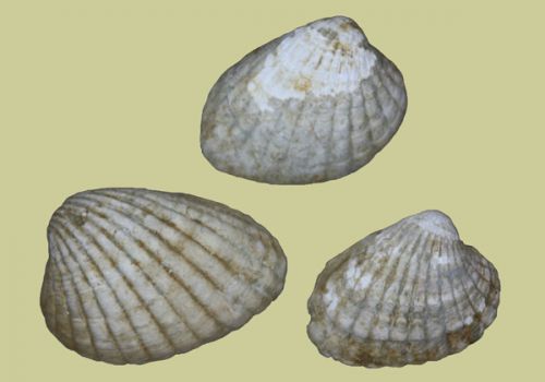 Megacardita jouanneti