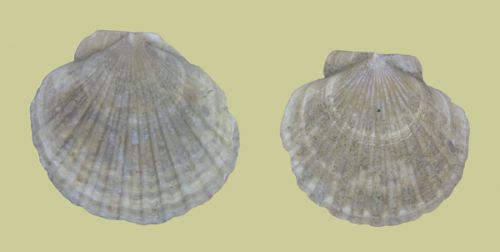 Pecten vasatensis