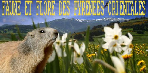 marmote des pyrenees orientales