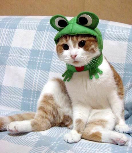 Chat-Grenouille