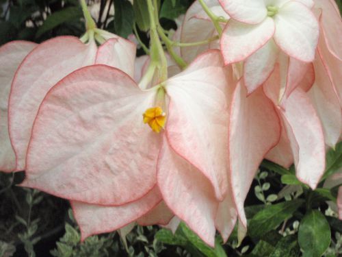 MUSSAENDA PHILIPPICA