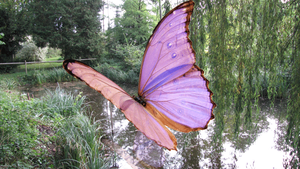 papillon6666.gif