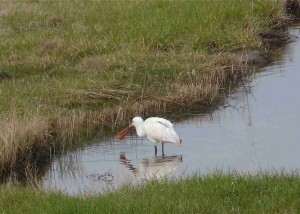 juvenile-de-spatule-blanche-300x214.jpg