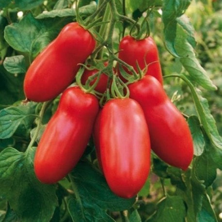 tomate-san-marzano-80-graines.jpg