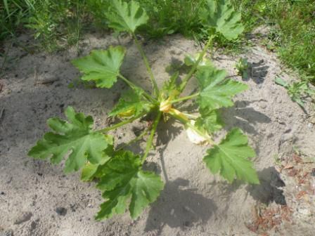 1ère courgette