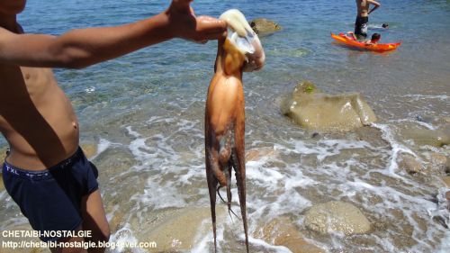 Un enfant  chassant  un  poulpe   au bord de la plage