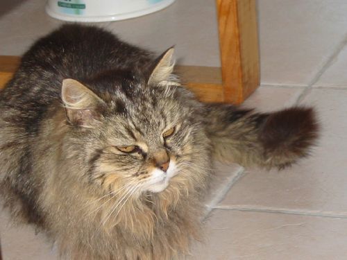 Cookie - elle est morte à 15 ans de vieillesse dans son someil...