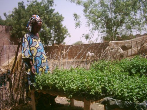 Production de nanas en phase test dans le Ferlo au Sénégal