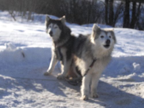 Balade en Chiens de Traîneaux Jura