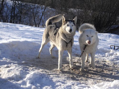 Balade en Chiens de Traîneaux Jura