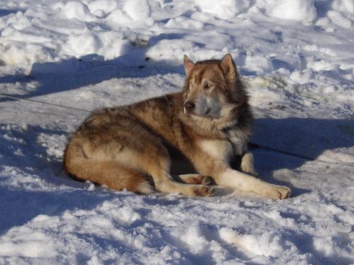 Balade en Chiens de Traîneaux Jura