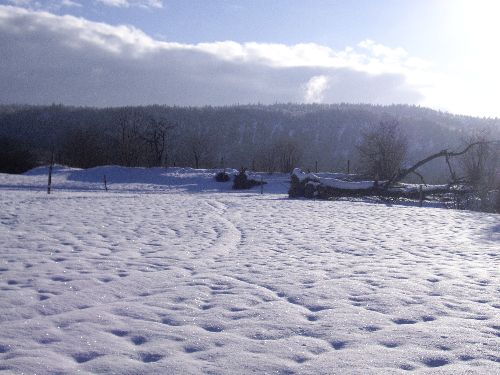 Balade en Chiens de Traîneaux Jura