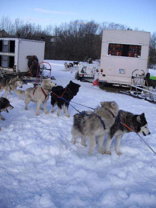 Balade en Chiens de Traîneaux Jura