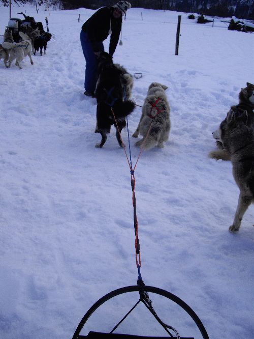 Balade en Chiens de Traîneaux Jura