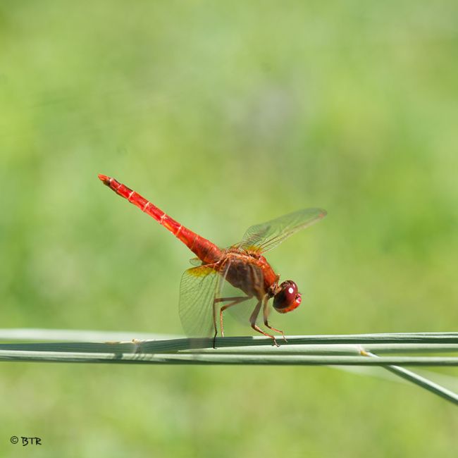 La belle rouge