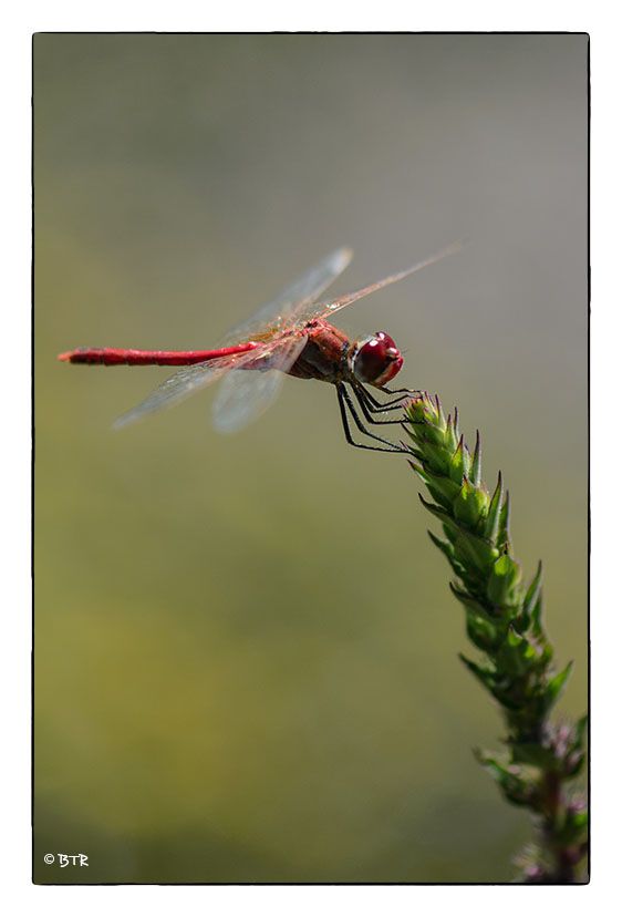 Sur ma fleur