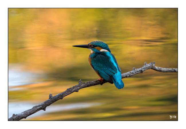 La fleche bleue