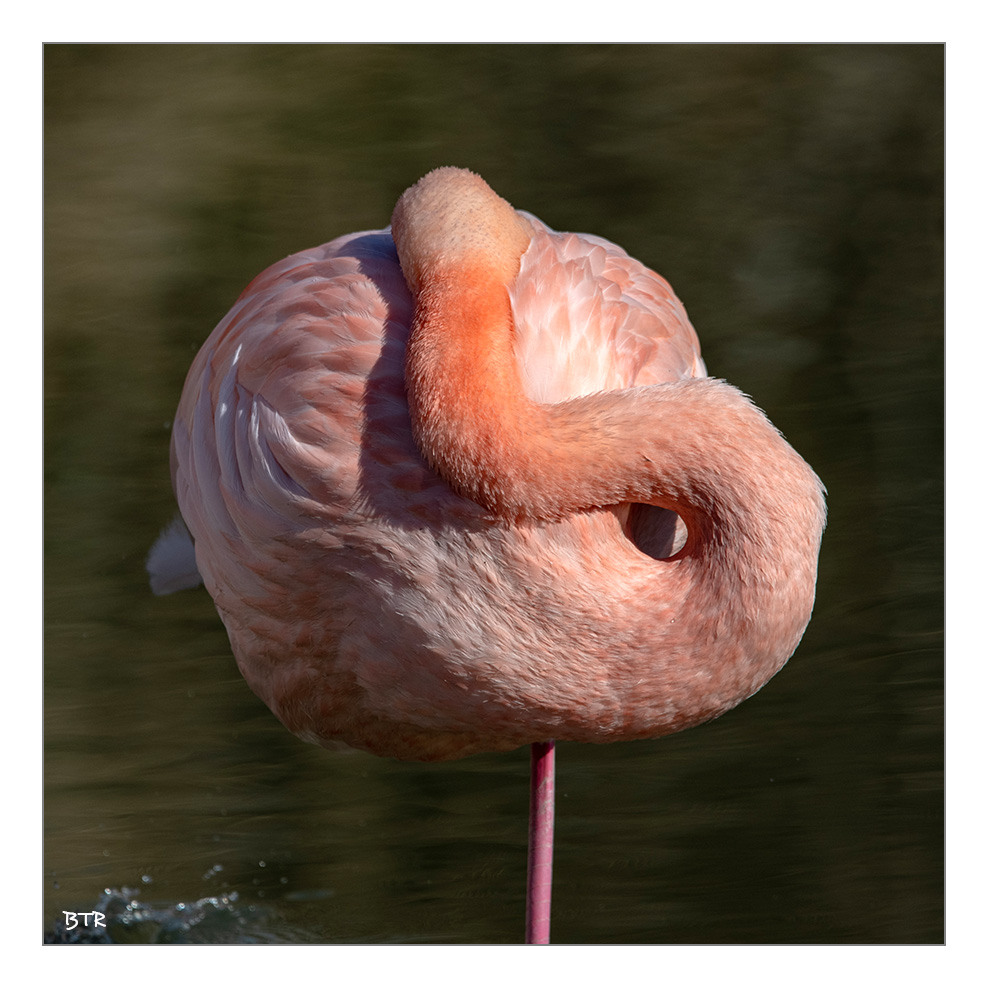 Flamant couleur de parade