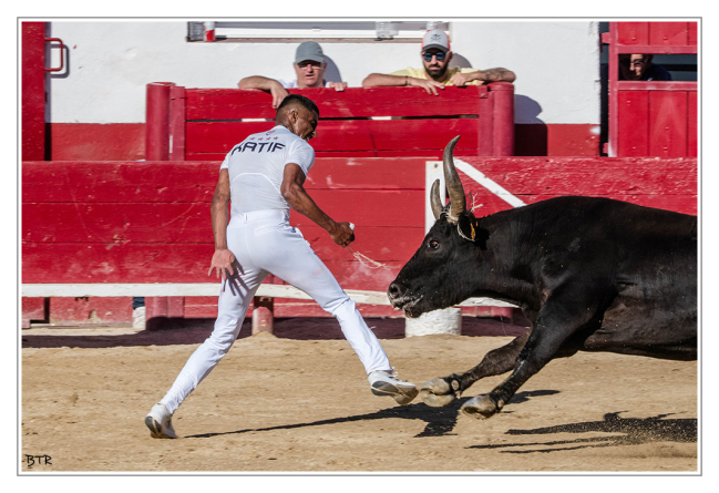 Course Camarguaise Palavas les Flots