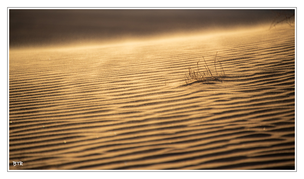 Le vent souffle sur les dunes