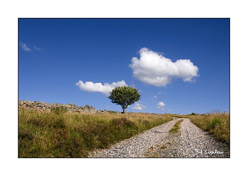 L'aubrac ses arbres, ses ciels, sa lumière