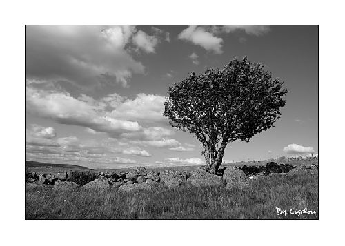 L'aubrac même en noir et blanc