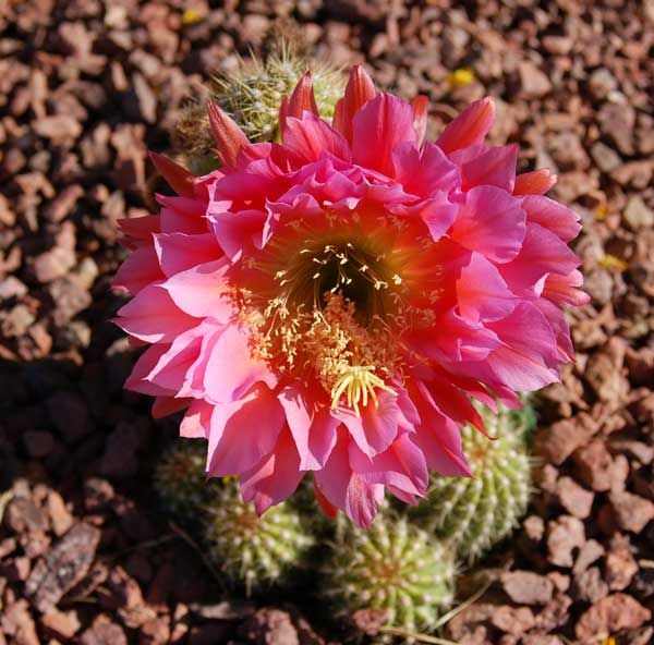 265b9d51fa33dfddddc54b685323ee19--arizona-cactus-desert-cactus.jpg