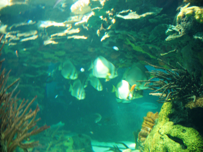 Océanarium de Lisbonne