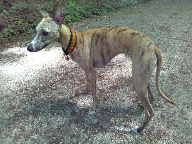 Le numéro 133 en 4 cm de largeur, porté par une jolie whippet