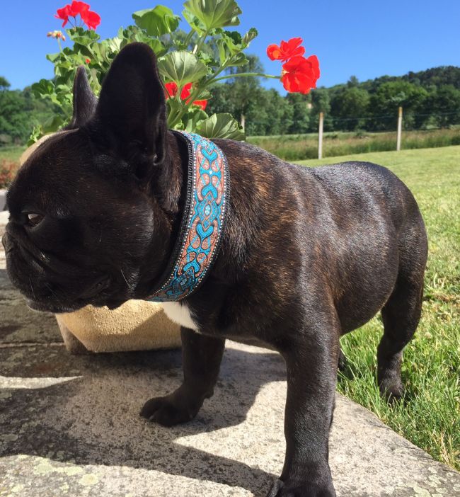 Le numéro 315 en 4 cm de largeur très bien porté par une jolie Bouledogue Françaiss