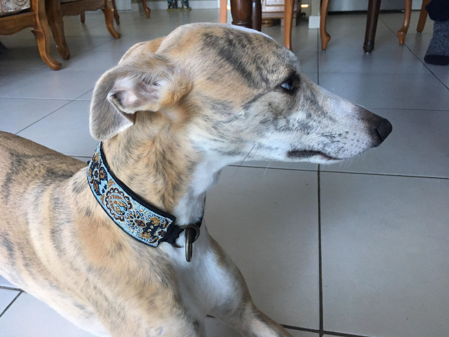 Le numéro 362 en 4 cm de largeur,(épuisé) porté par une jolie whippet