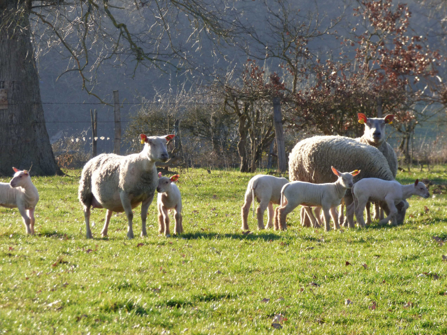 brebis et agneaux