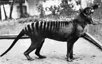 Tigre Tasmanie Thylacine.jpg