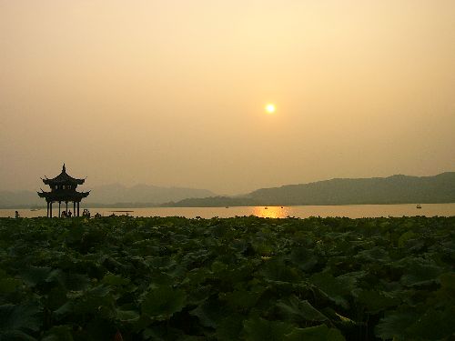 Lotus au lac de Hangzhou, Chine