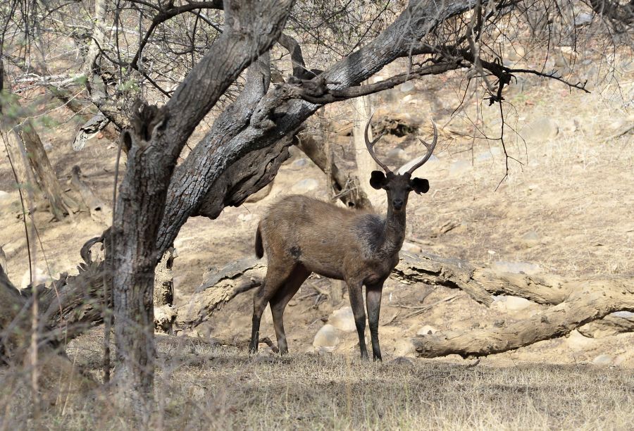antilope avec des cornes