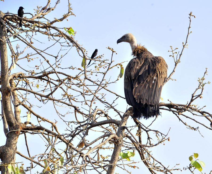 un beau vautour surveillant les alentours