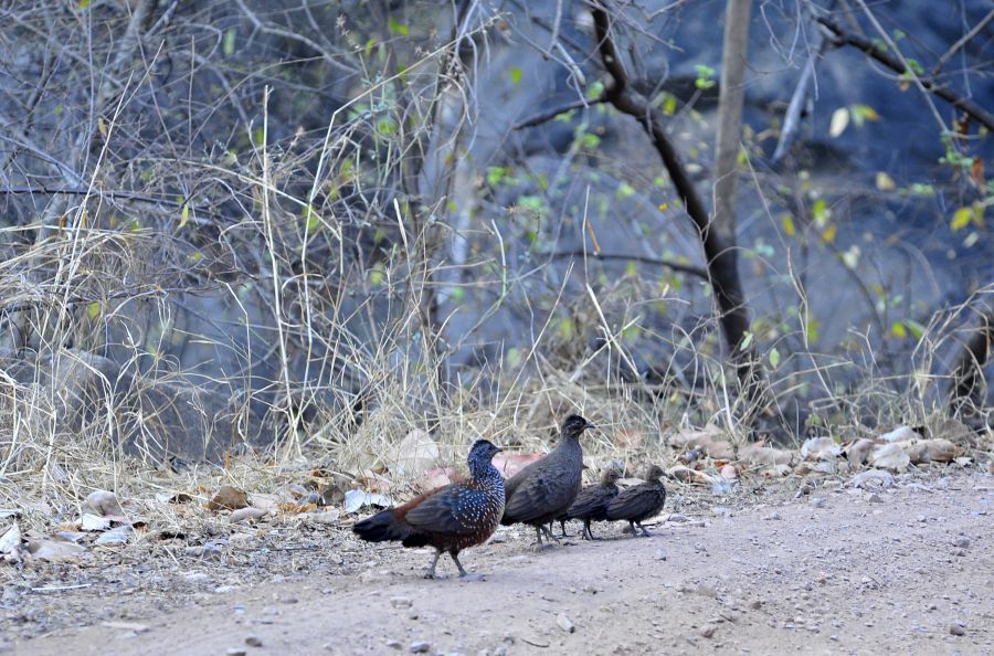 une famille de pintades en goguette