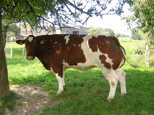 Vache primée de M. Chapeau au festival de la viande d'Evron (2007)