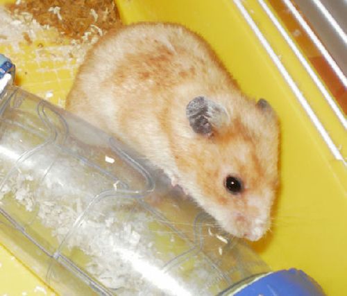 Mon hamster charlie