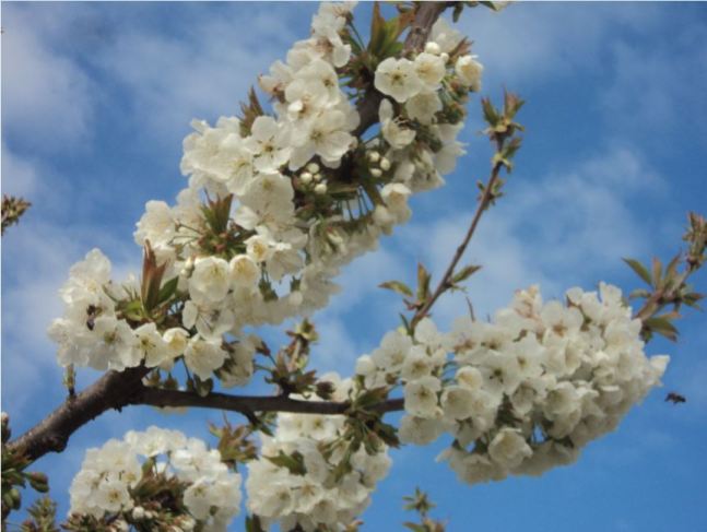 Cerisier en fleurs