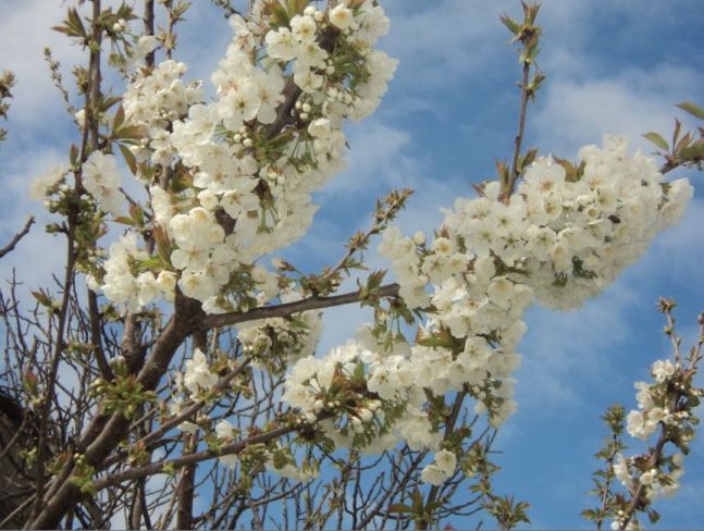 Cerisier en fleurs