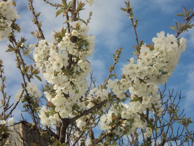 Cerisier en fleurs