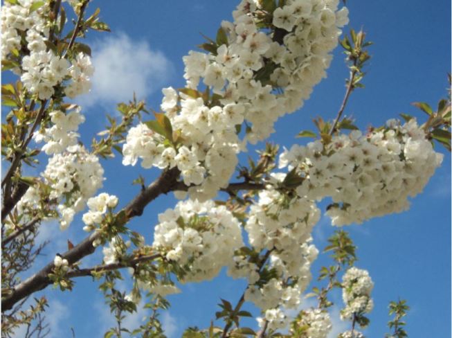 Cerisier en fleurs